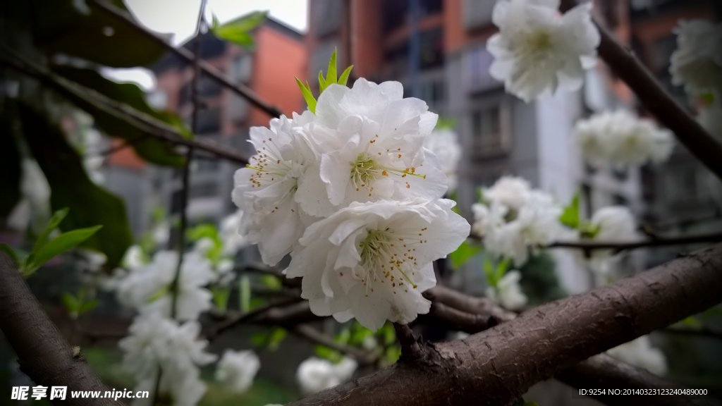 樱花