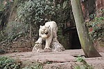 白虎