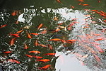 鱼池