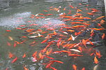 锦鲤