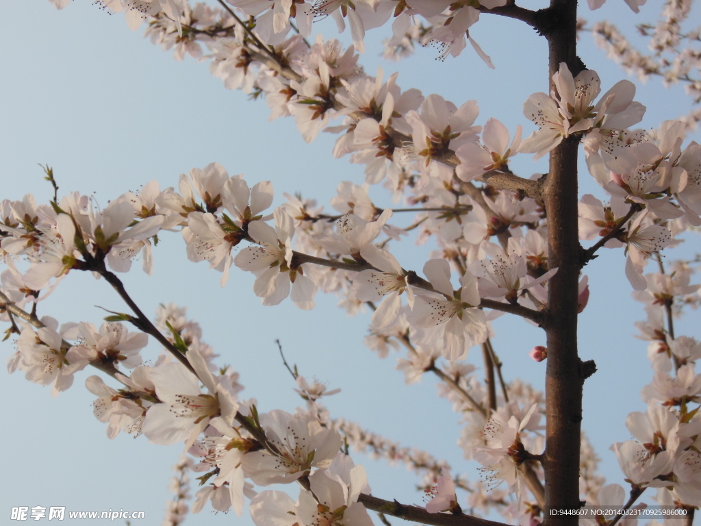 桃花
