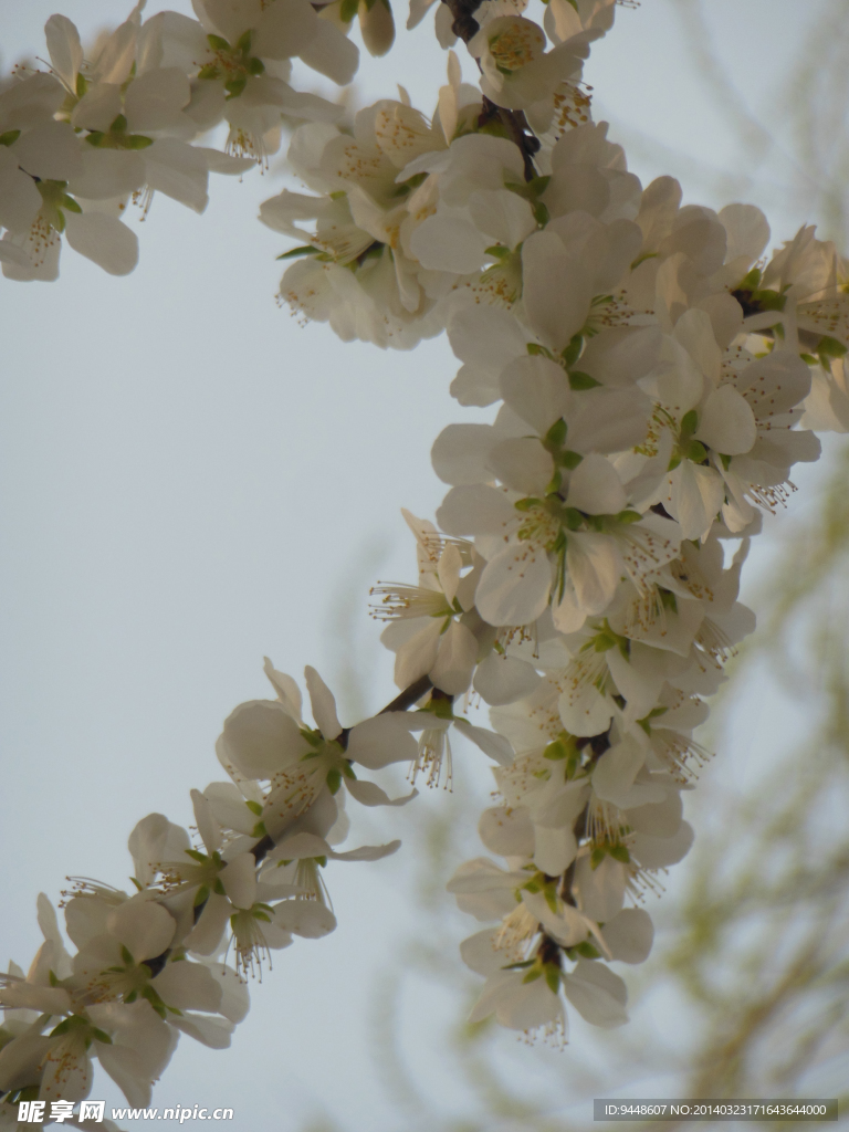 桃花