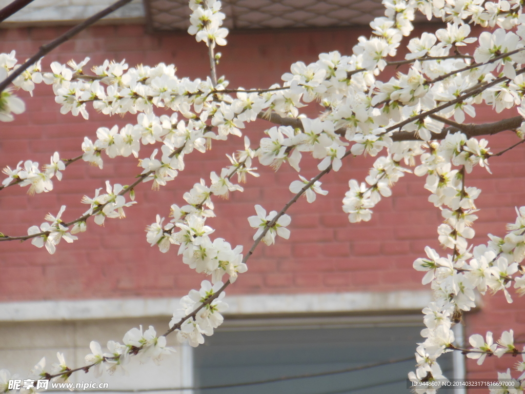 桃花