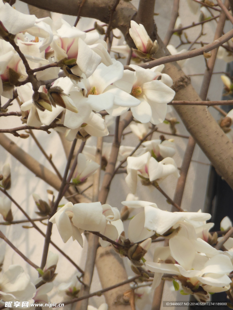 玉兰花