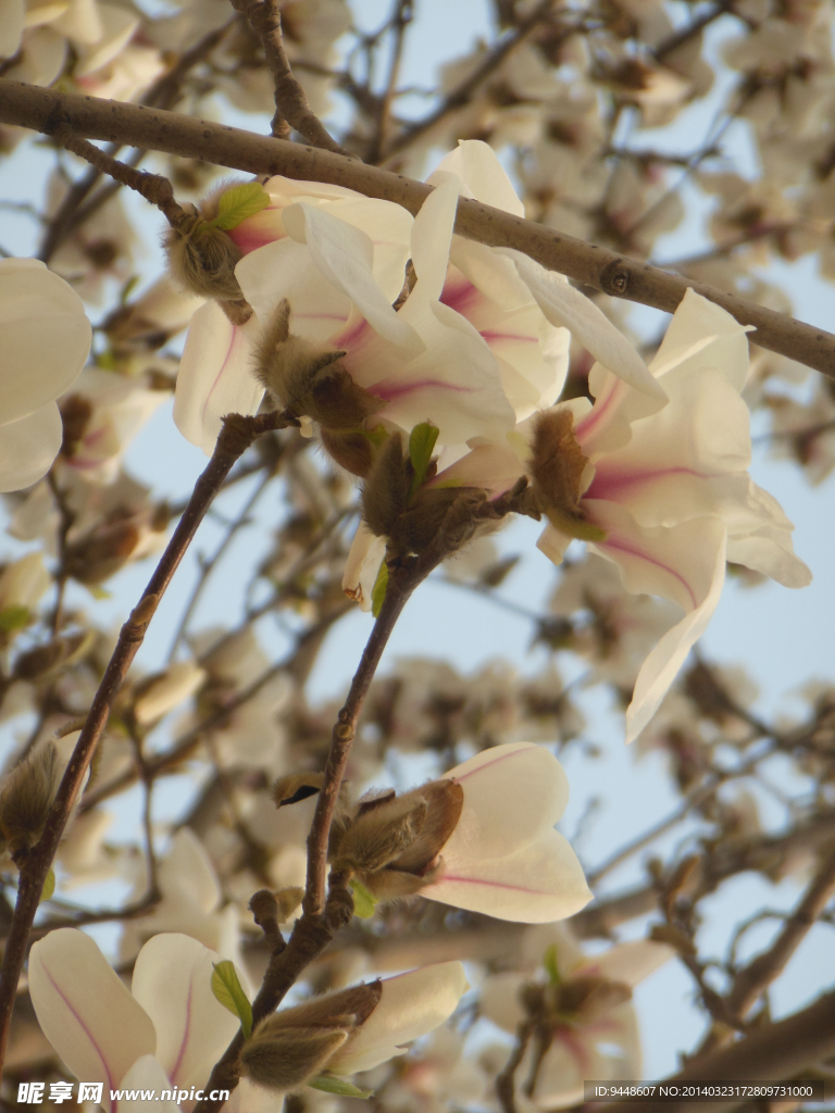 玉兰花