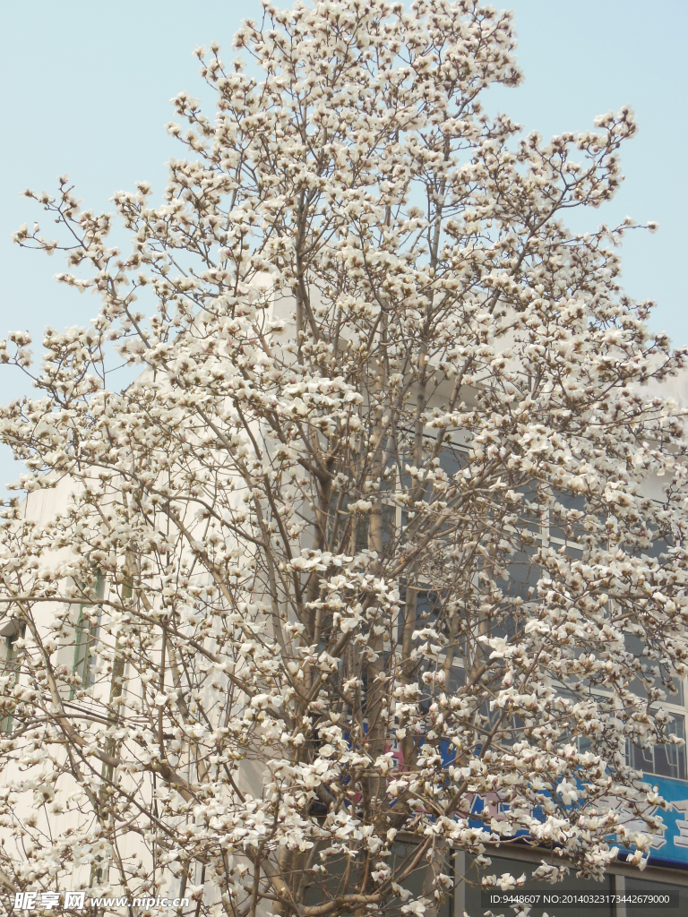 玉兰花