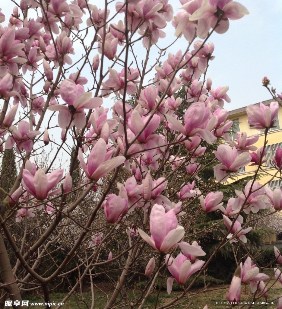 玉兰花开