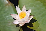 莲花