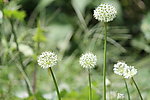 韭菜花