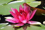 莲花