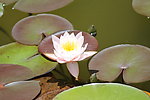 莲花