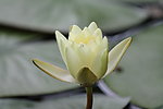 莲花