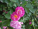 蔷薇花