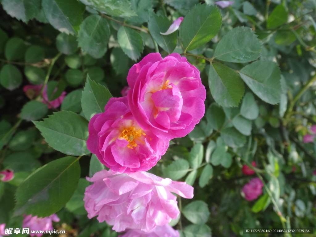 蔷薇花