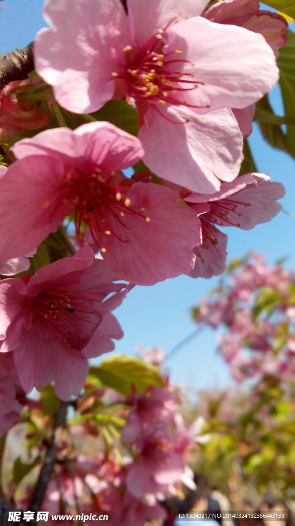 桃花