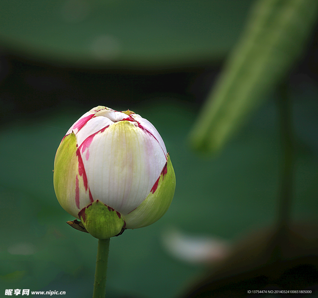 花蕾