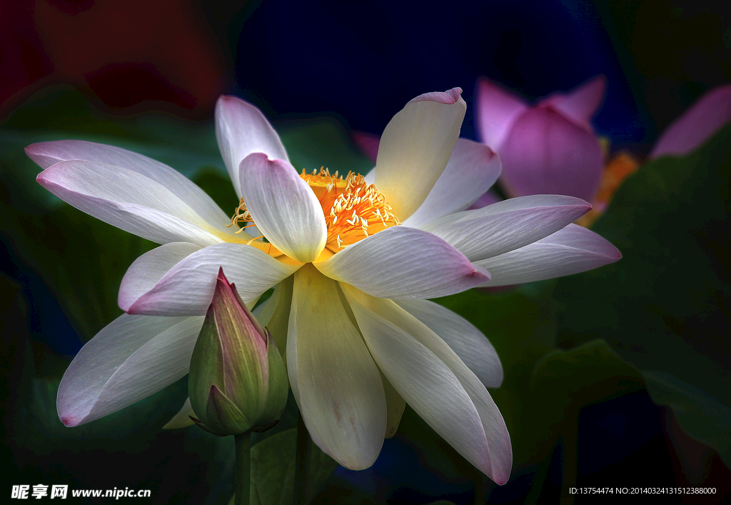 花与苞