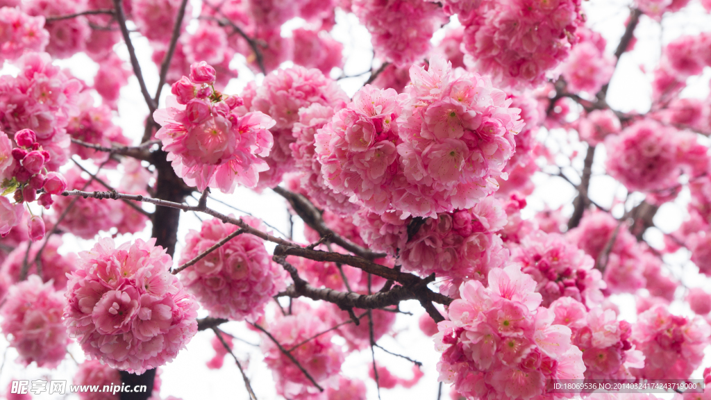樱花