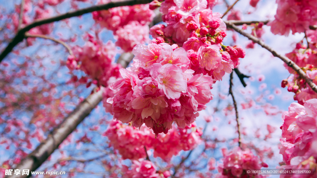 樱花