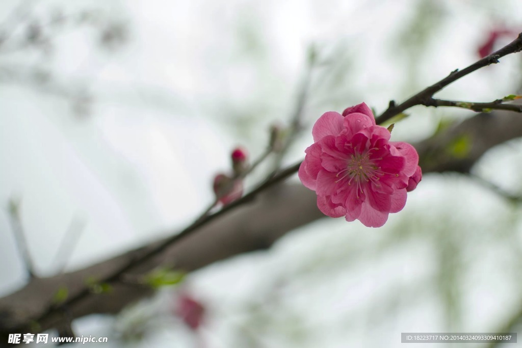 桃花