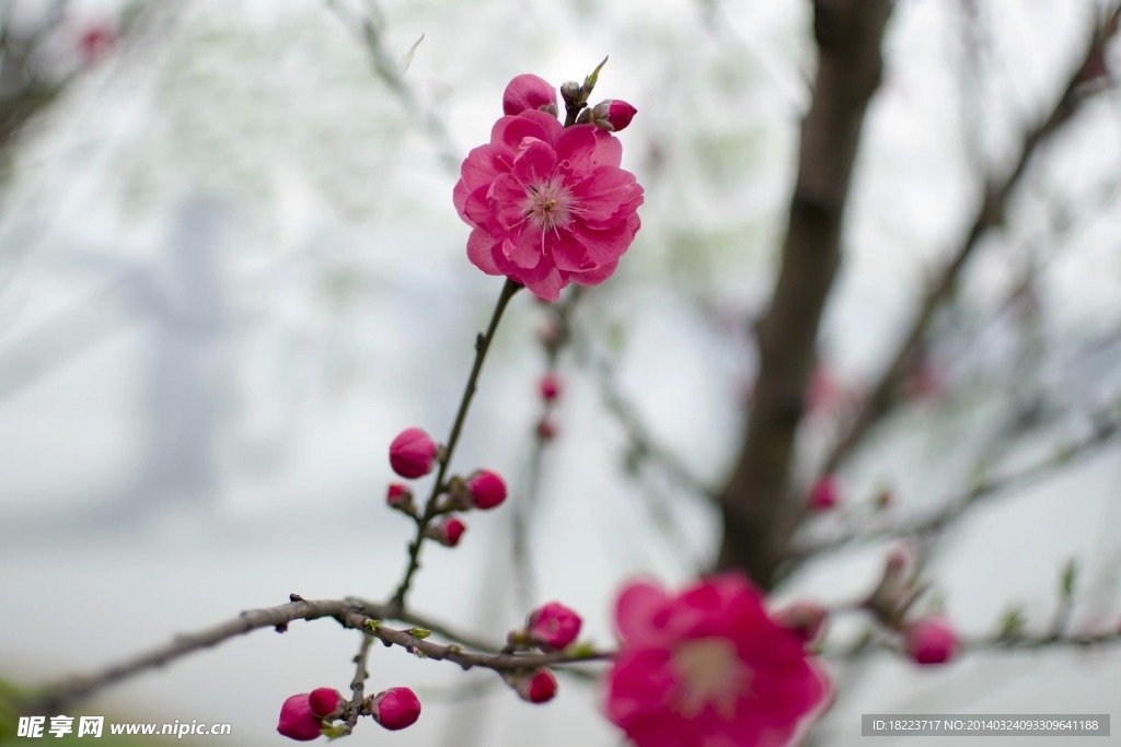 桃花