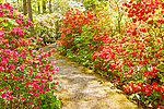 花园风景