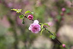 玉渊潭樱花