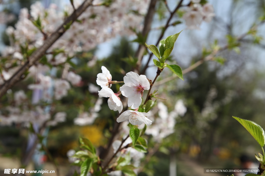 玉渊潭樱花
