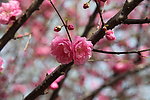 玉渊潭樱花