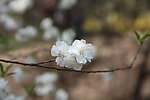 玉渊潭樱花