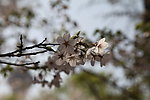玉渊潭樱花