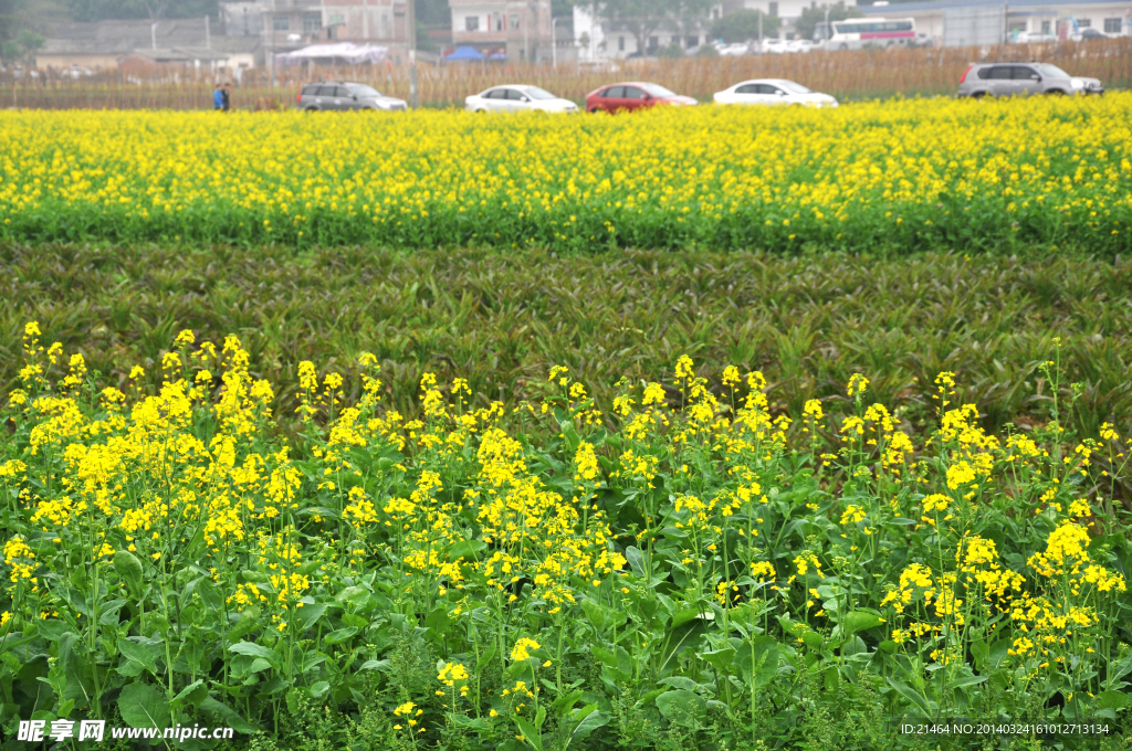 油菜花