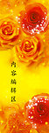 黄色玫瑰