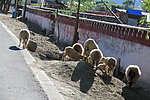 西藏风景