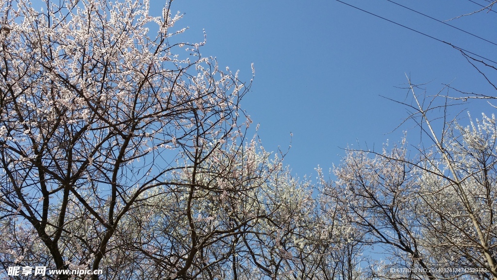 樱花