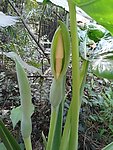 山芋头花