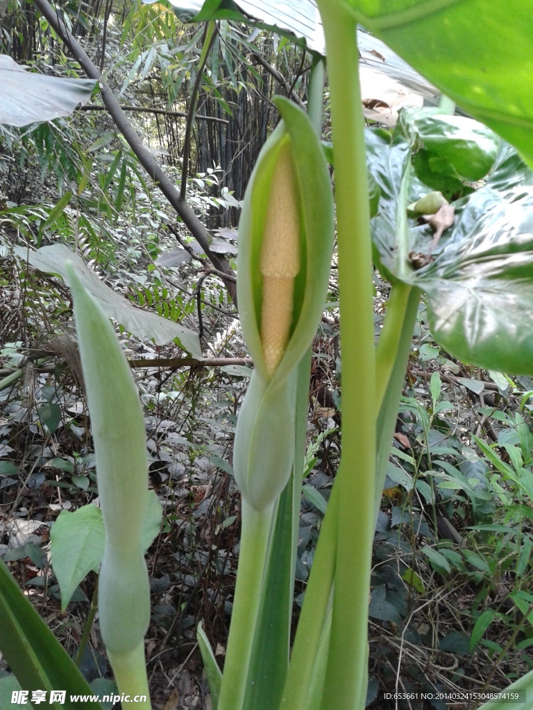 山芋头花