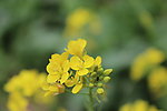 油菜花