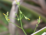 小草花