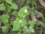 小草花
