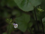 小草花