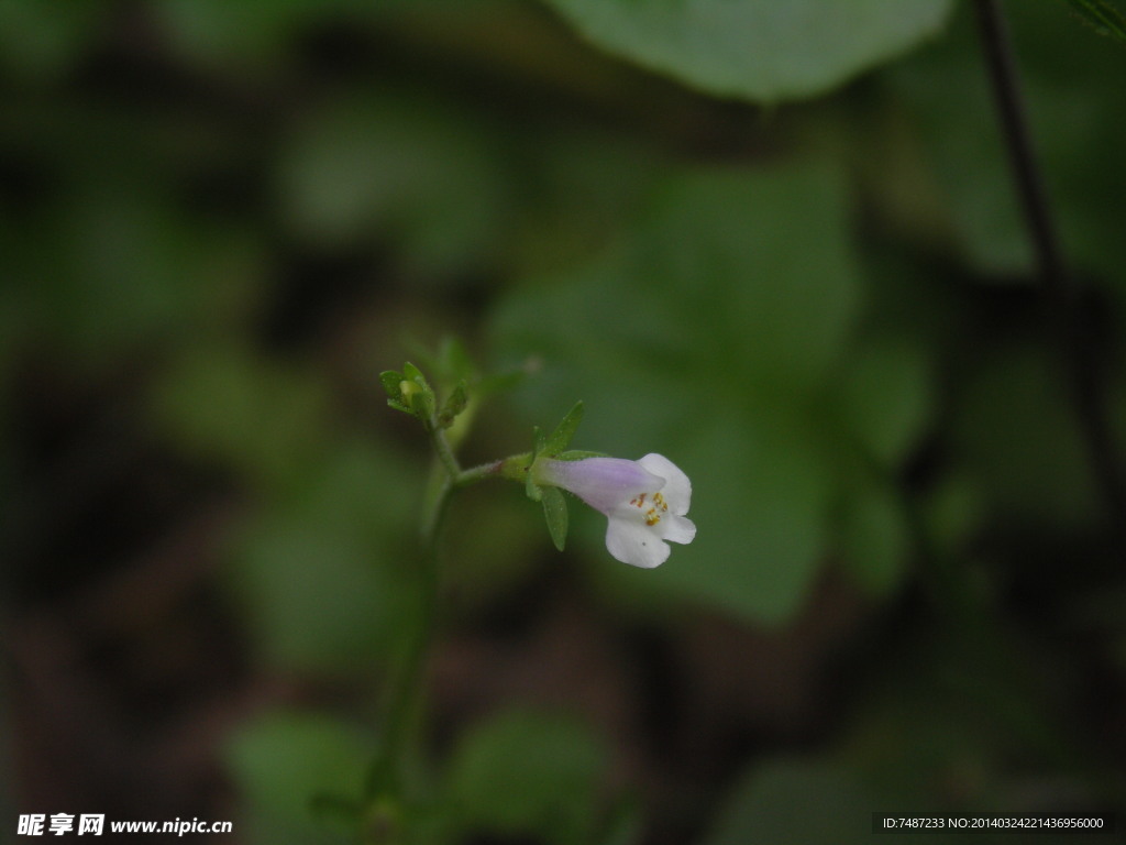 小草花