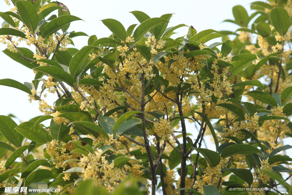 桂花