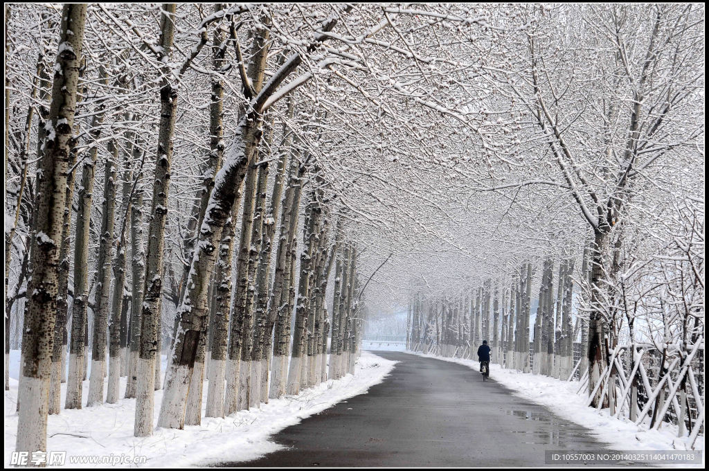 雪落枝头