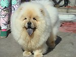 松狮