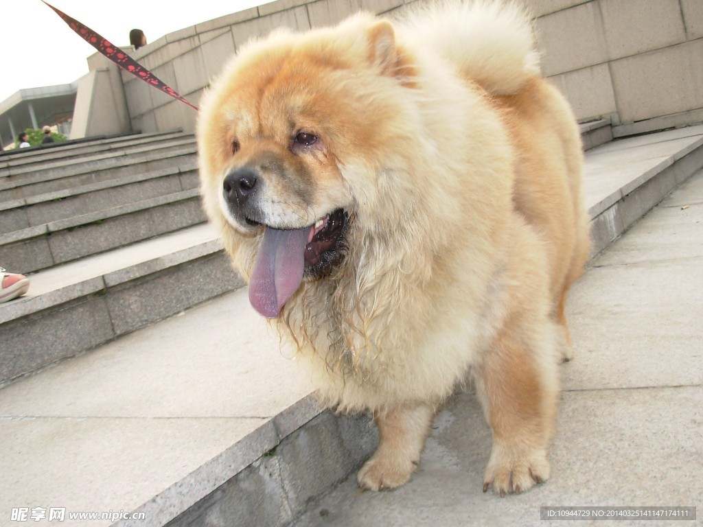 松狮