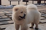 松狮