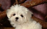 比熊犬