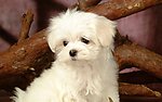 比熊犬