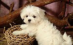 比熊犬